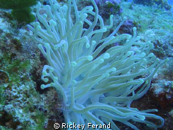 Close-up of an anemone shot with Sony Cyber-shot DSC-WX1/... by Rickey Ferand 